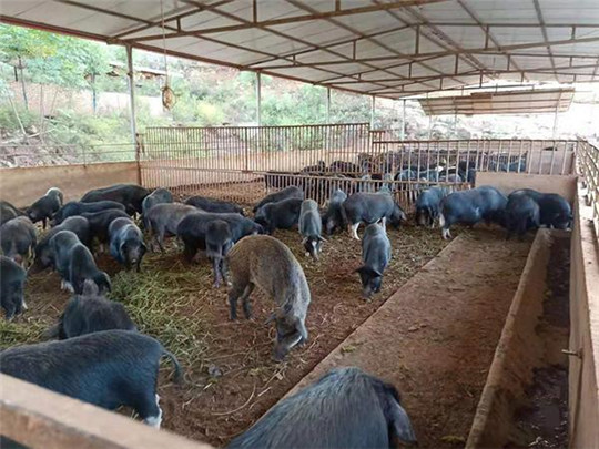 專業(yè)巡檢，熱心服務(wù)!華全發(fā)電機(jī)組助力養(yǎng)殖企業(yè)溫暖過(guò)冬!